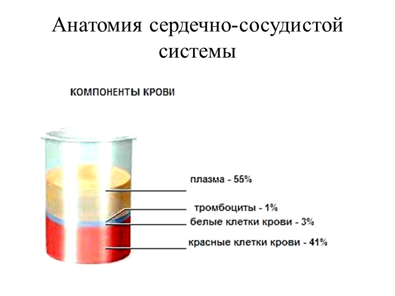 Анатомия сердечно-сосудистой системы